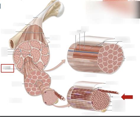 HHSC 105 Lecture 7 Diagram 3 Skeletal Muscle Gross Anatomy 2 0