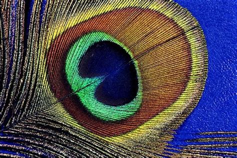 Peacock colors – Artofit