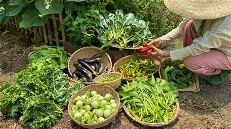 Harvesting Long Chilli Bitter Melon Green Eggplants Curly Kale