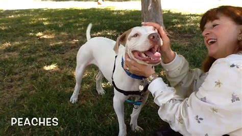 German Shorthaired Pointer American Staffordshire Terrier Mix