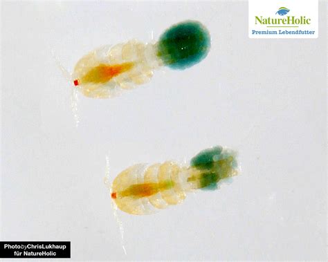 Seawater Rotifers Brachionus Plicatilis Natureholic Live Food