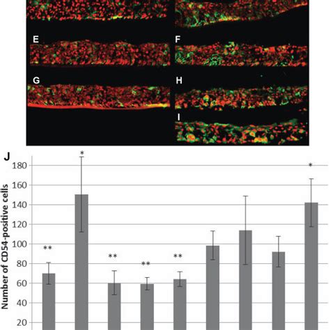 Apoptosis Analysis Tunel Localization Of Tunel Positive Cells