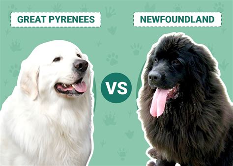 Great Pyrenees vs Newfoundland: Differences Explained (With Pictures ...