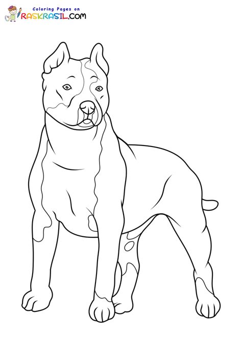 Desenhos De Pitbull Para Colorir