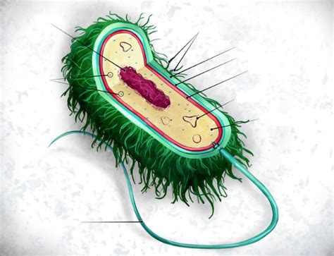 PBS 3.1.5 Labeling a Bacteria Cell Diagram | Quizlet