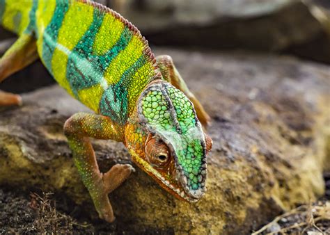 Chamäleon Foto & Bild | tiere, wildlife, amphibien & reptilien Bilder ...