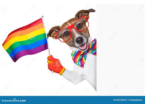 Perro Del Orgullo Gay Imagen De Archivo Imagen De Divertido