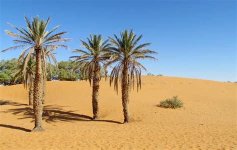 Date Palm Tree In Desert Sand Stock Image Image Of Dream Background