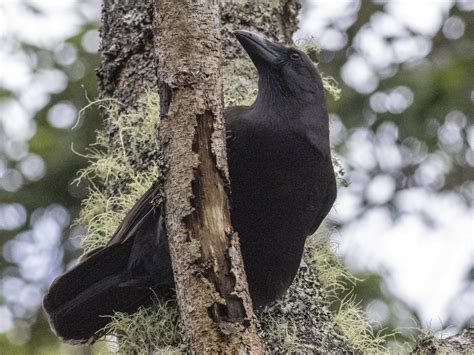 Hawaiian Crow