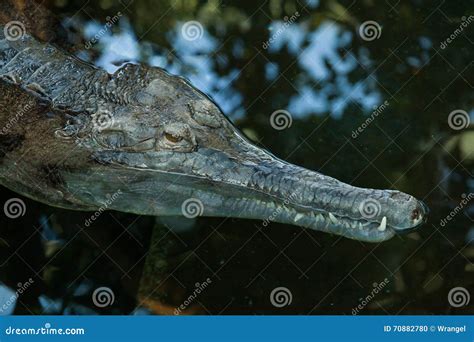 False Gharial Is Crocodile Also Known As Malayan Gharial. Stock Image ...