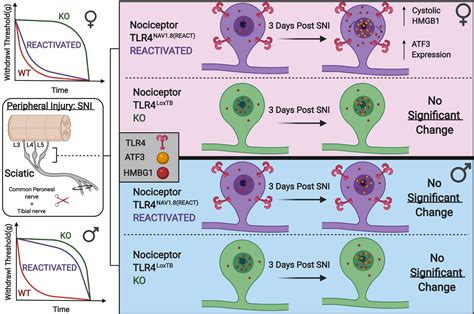 Research – Neuroimmunology and Behavior Lab 