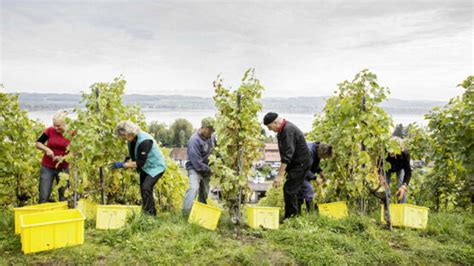 Dem Geheimnis des guten Vully-Weines auf der Spur - murten.unsereregion.ch