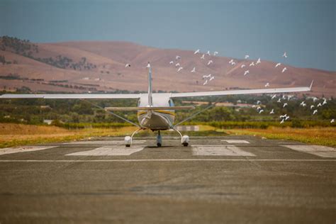 Bird Strike What Is It How Common How Dangerous Pilot Institute