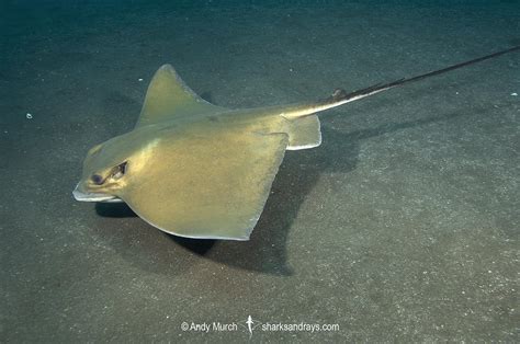 Common Eagle Ray Myliobatis Aquila