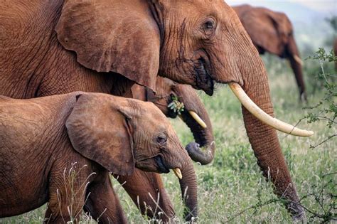 DAILY DOZEN JULY 14 2015 MARJA SCHWARTZ PHOTOGRAPHY Elephants