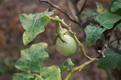 Eggplant Spacing: How Far Apart to Plant | Gardener’s Path