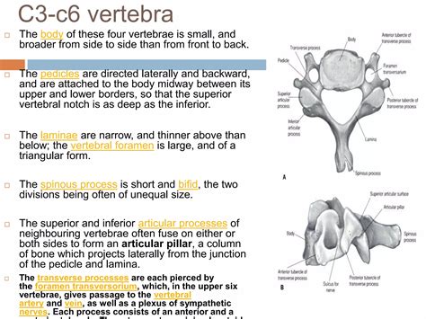 Anatomy c spine | PPTX