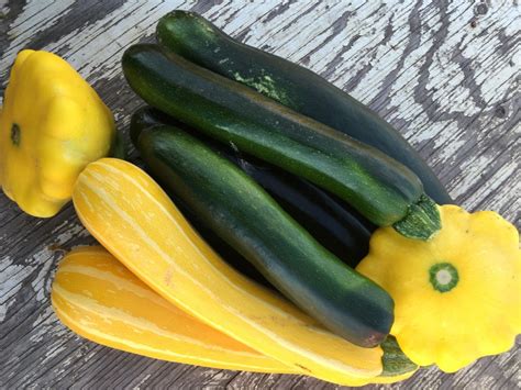 Summer Squash Zucchini And Patty Pan