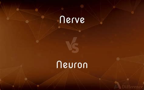 Nerve vs. Neuron — What’s the Difference?