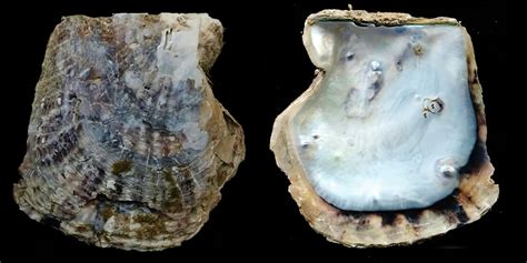 A New Species of Pearl Oyster Is Found In Thailand