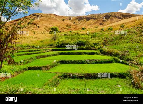 paysages de champ de riz dans le centre de madagascar photo stock alamy