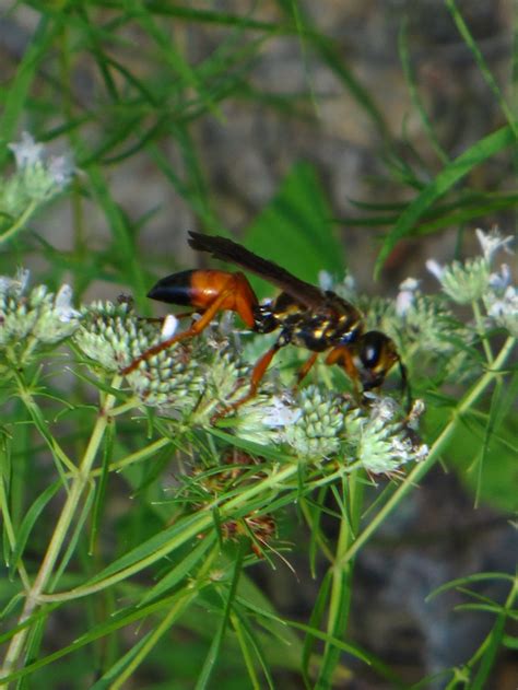 Great Golden Digger Wasp | News from Rockcliff Farm