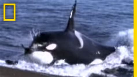 The Biggest Killer Whale In The World