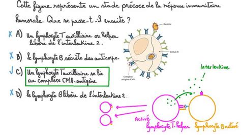 Leçon Réponse Immunitaire Spécifique Anticorps Nagwa