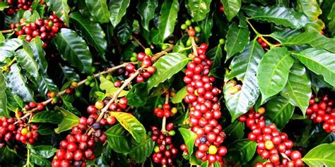 Coffee Export Forest Water