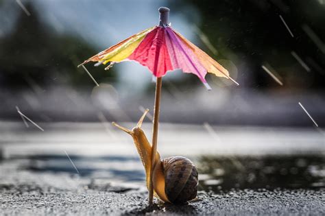 Rainy Umbrella Wallpapers - Top Free Rainy Umbrella Backgrounds - WallpaperAccess