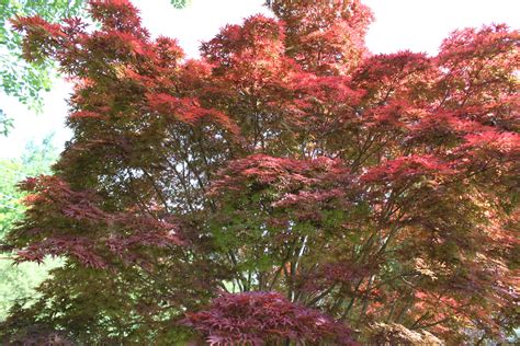 Buy Acer Palmatum Pixie Pixie Japanese Maple Conifer Kingdom