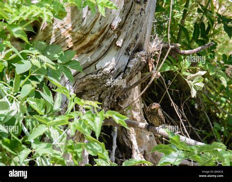 Female Red-wing Black bird Stock Photo - Alamy