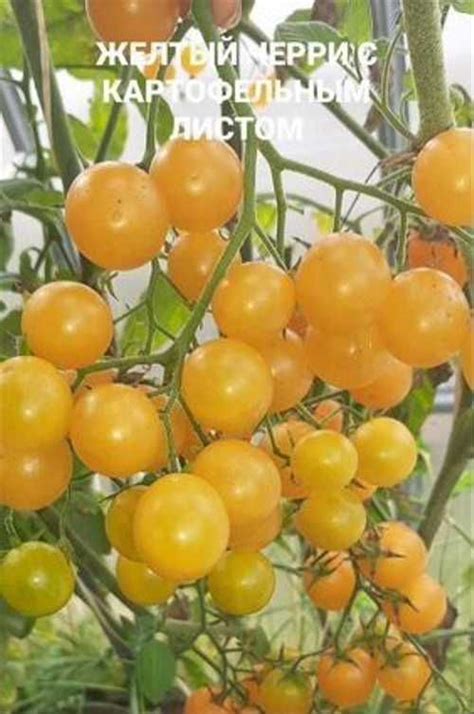 Семена томата "Желтый черри с картофельным листом" | Festima.Ru ...