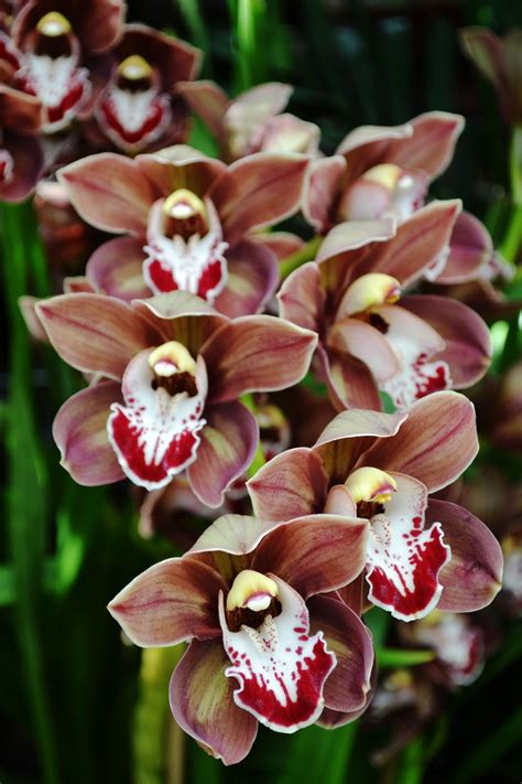 J-TWO-O: Take the time to smell the orchids