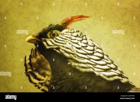 Diamond Pheasant Hi Res Stock Photography And Images Alamy