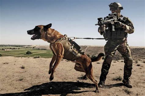 German Shepherd Military Dogs | PETSIDI