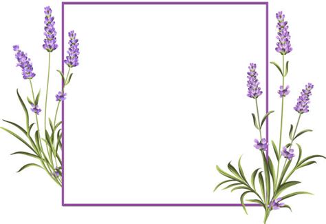 12,400+ Lavender Border Stock Photos, Pictures & Royalty-Free Images ...