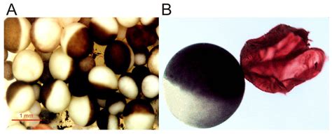 Membranes Free Full Text Xenopus Oocytes As A Powerful Cellular