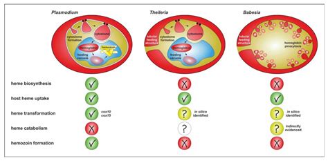 Microorganisms Free Full Text Babesia Theileria Plasmodium And Hemoglobin