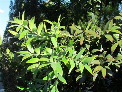 Agathis Robusta Kauri Pine Plant Photos And Information