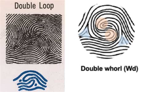 Plain Whorl Fingerprint