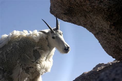 Baby Mountain Goat Climbing