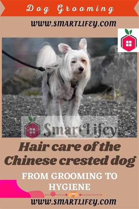 Hair care of the Chinese crested dog: from grooming to hygiene