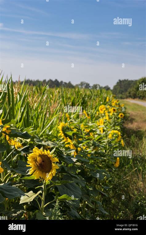 Naturaleza Inclusiva Agricultura En Alemania Con Hileras De Girasoles A