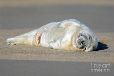 Newborn Seals