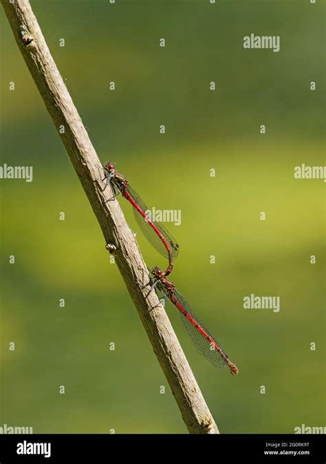 Large Red Damselfly Pair Mating Pyrrhosoma Nymphula Essex Uk In