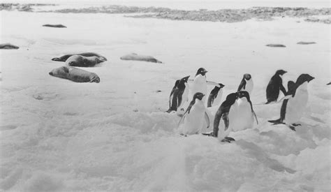 Group Of Adelie Penguins With Seals In Backgound In BANZARE 1929 1931