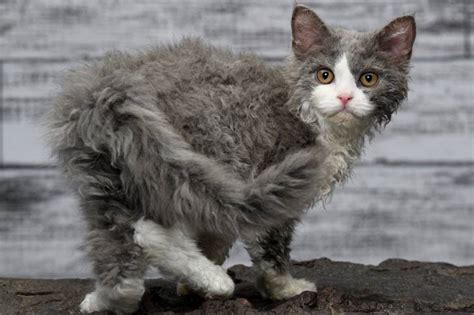 Les chats frisés bouclés ou rex races particularités