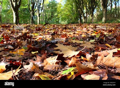 Autumn leaves in forest background (Bushy Park, Hampton, England Stock Photo - Alamy