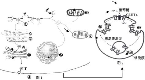 图1为细胞的放大图表示的是细胞内蛋白质合成及其去向其中① ⑦表示细胞结构⑧ ⑨表示细胞的生理活动甲 丁表示结构中的物质图2表示胰岛素